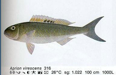 Aprion virescens